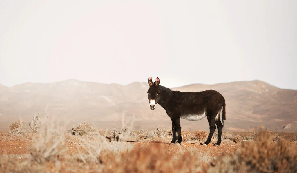 donkey in an open desert