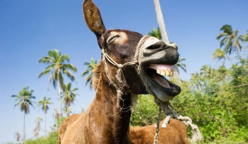 donkey laughing
