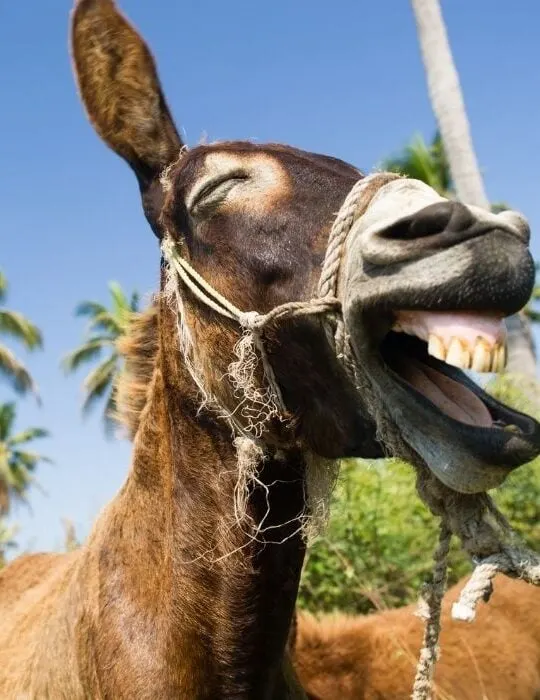 donkey laughing