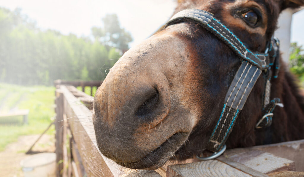 donkey looking at camera