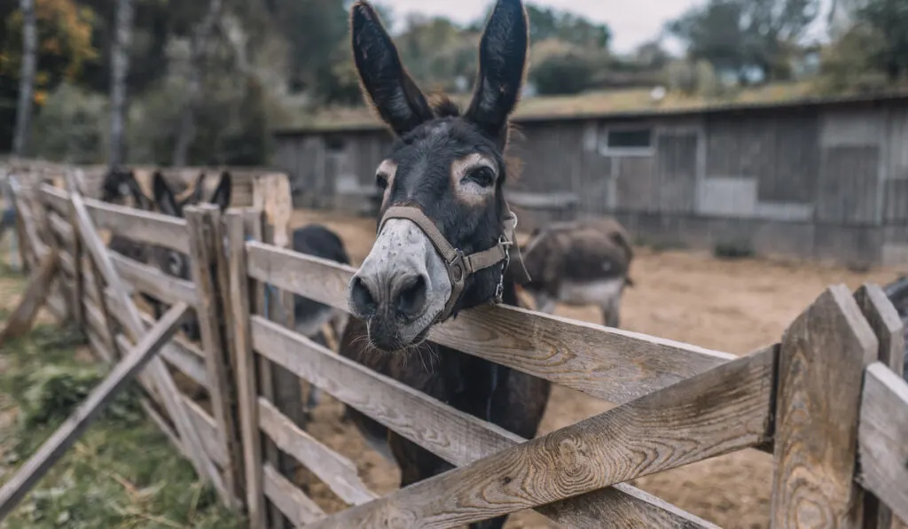 donkey looking from behind fence