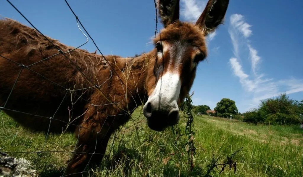 donkey on a fence wanting to escape