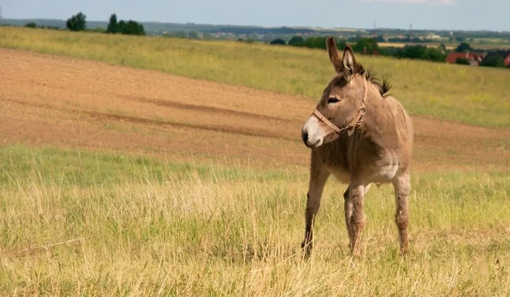 donkey on a field