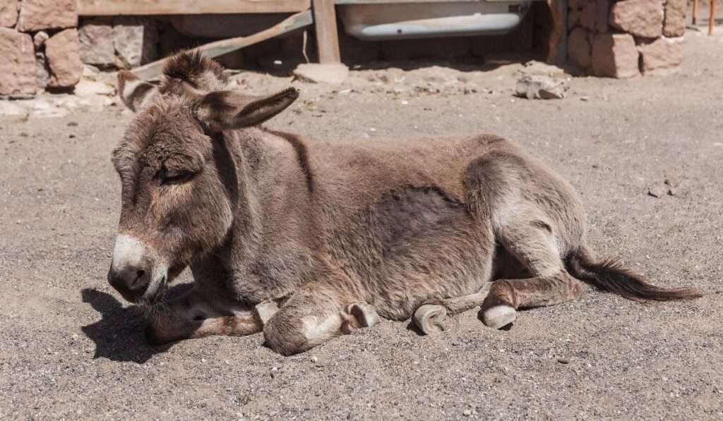 donkey sleeping