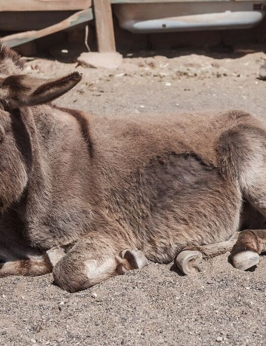 donkey sleeping