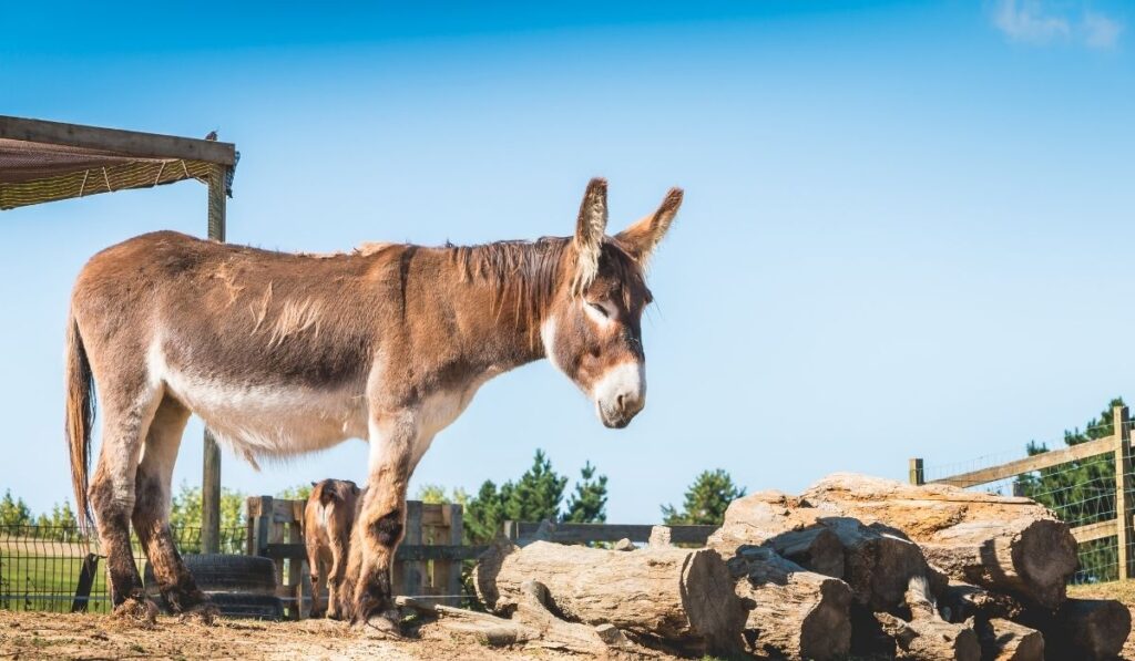 donkey sleeping standing up
