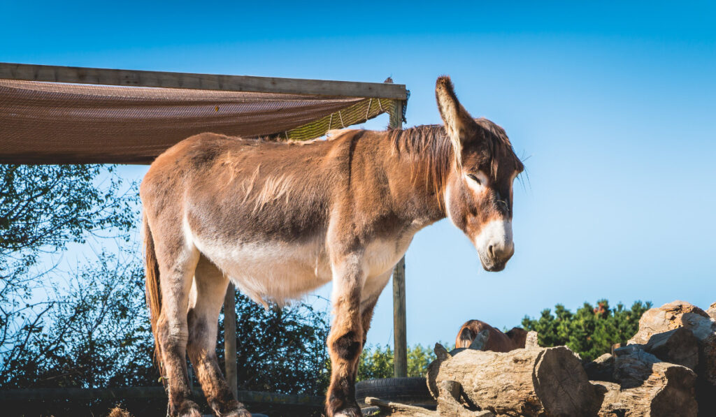  donkey sleeps in a meadow with a wooden hut