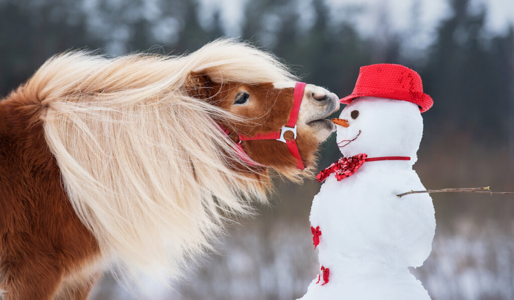 donkey trying to eat a snowmans carrot nose