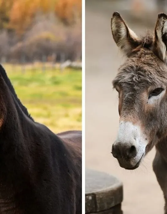 donkey vs mule
