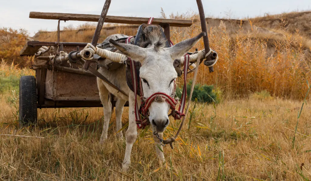 A donkey eating while its wagon is on its back