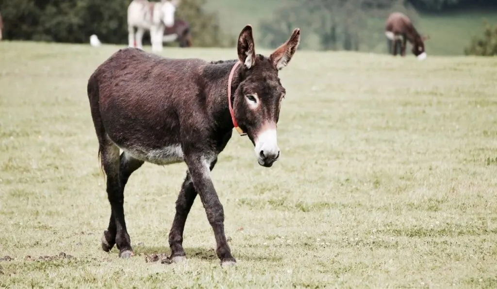 donkey walking in the field