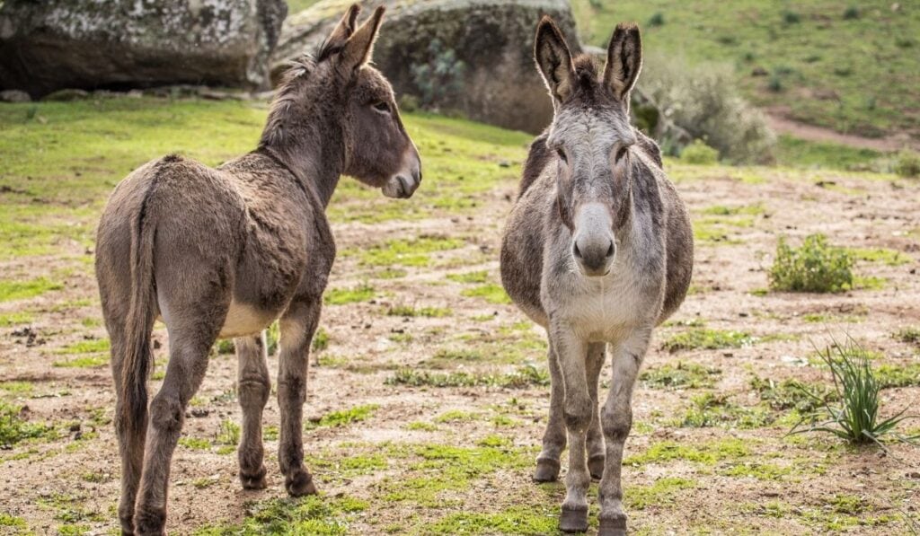 donkeys