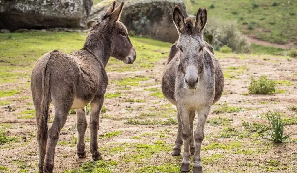 donkeys