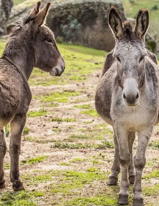 donkeys