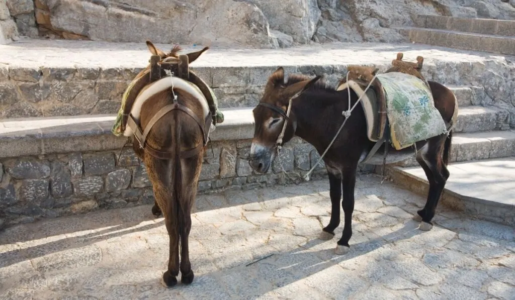 donkeys