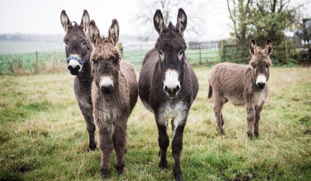 donkeys at the farm