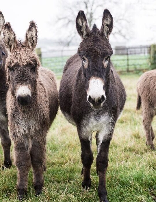 donkeys at the farm