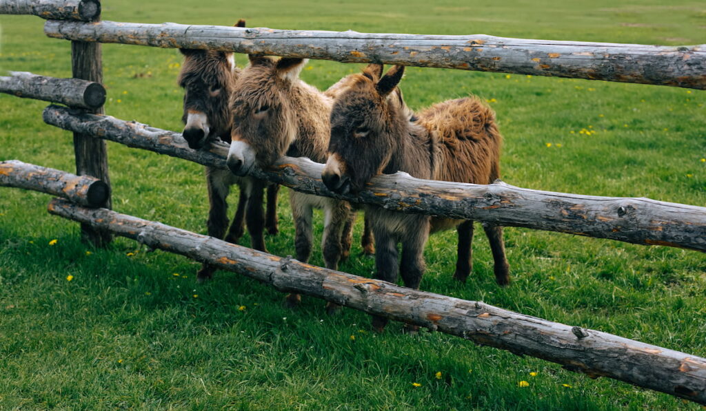 donkeys behind fence
