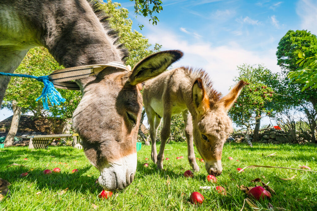 donkeys eating apples under the apple trees