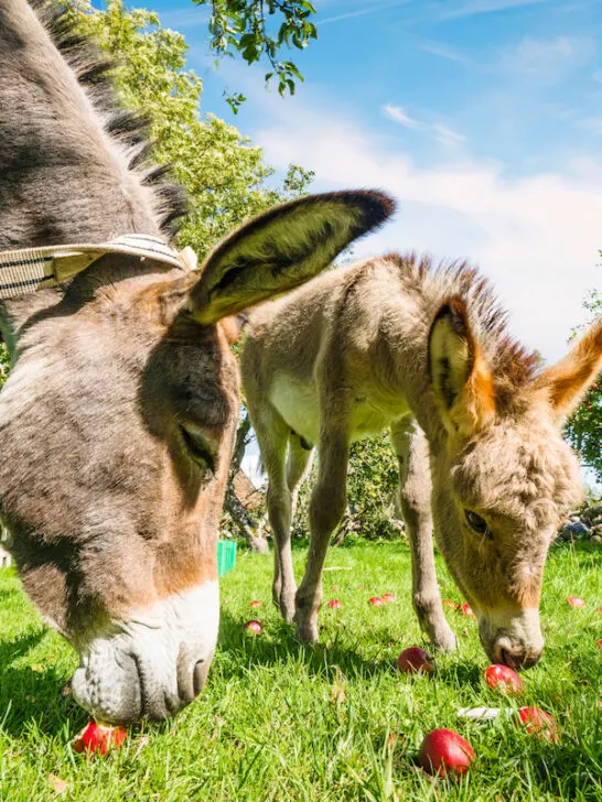 donkeys eating apples under the apple trees