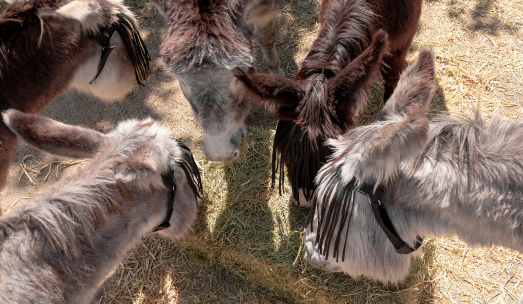  donkeys eating from a bale of hay