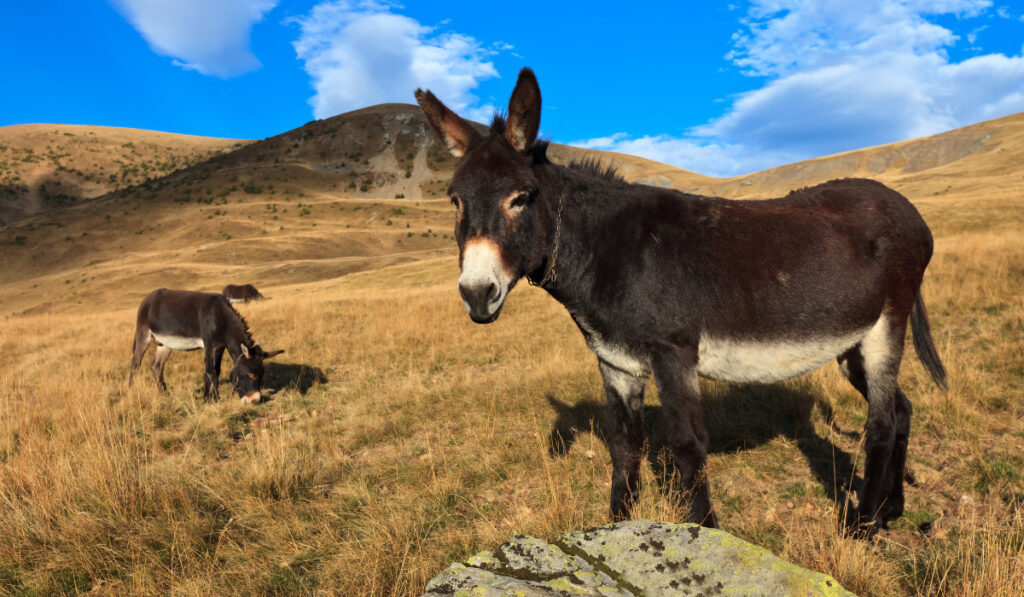 donkeys grazing on a hill in autumn

