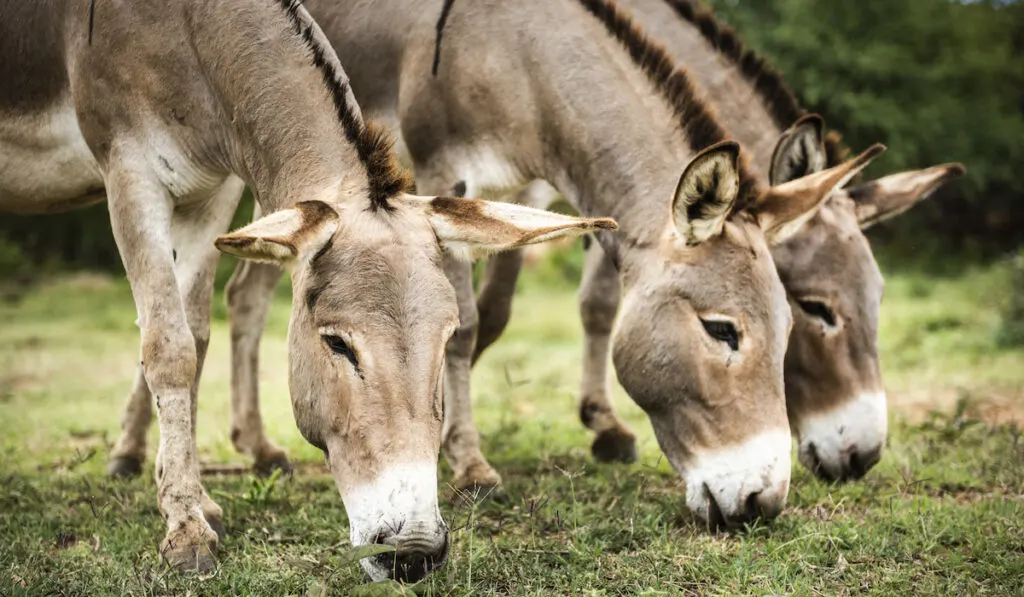 donkeys in kenya with distinctive cross marking - ee221025