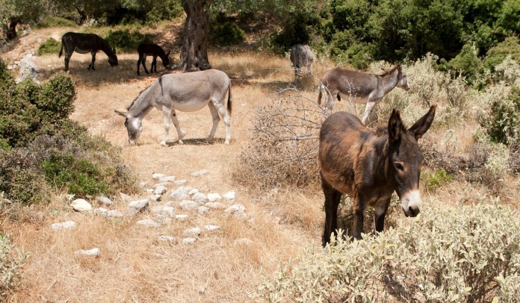 donkeys looking for food to eat