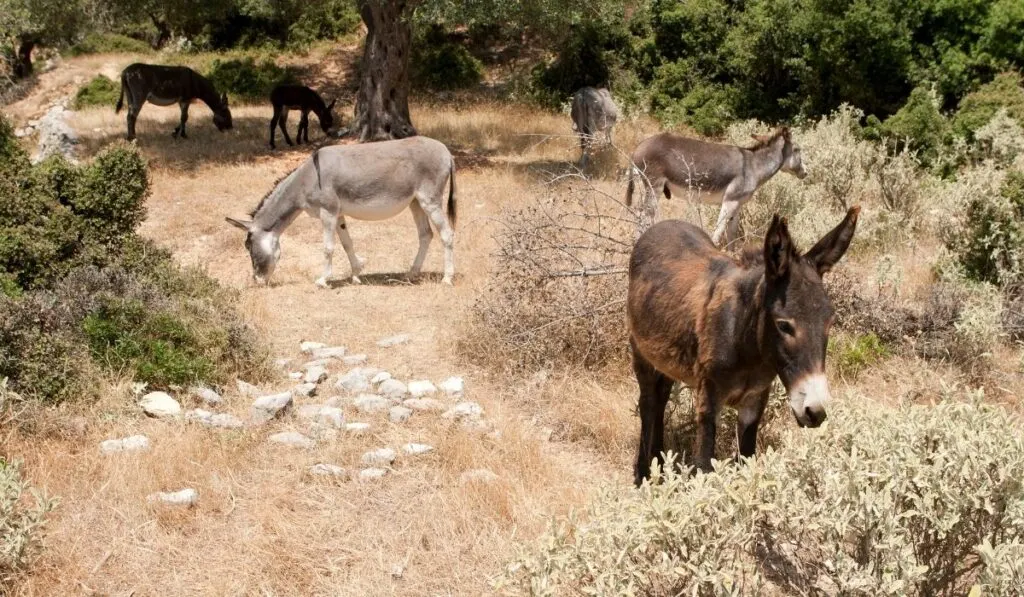 donkeys looking for food to eat
