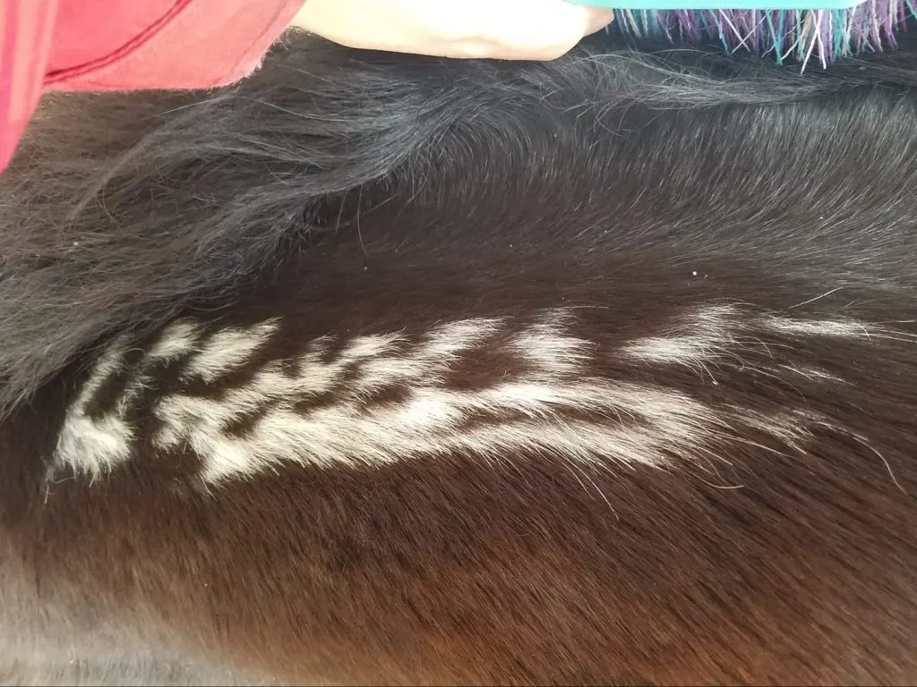 Double brand image on a brown horse