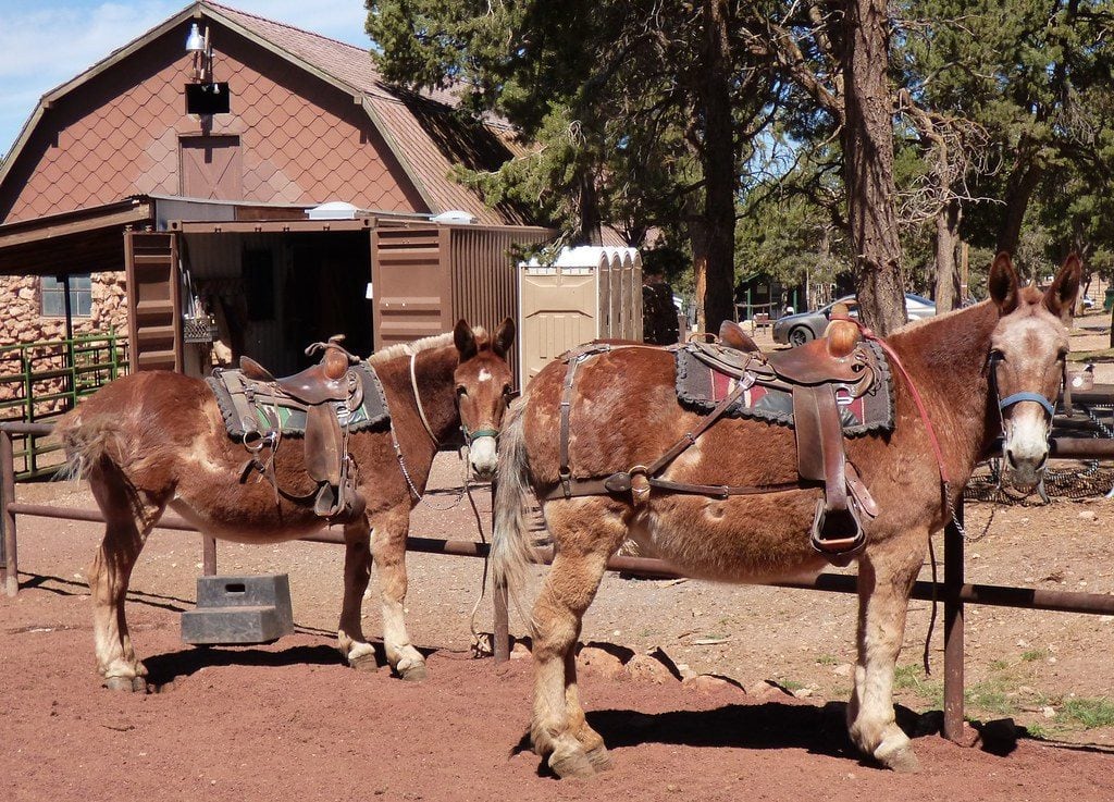 Two draft riding mules 