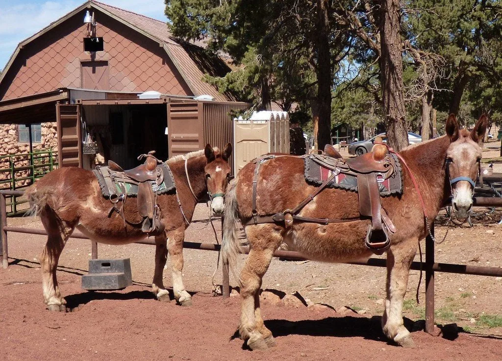 Two draft riding mules