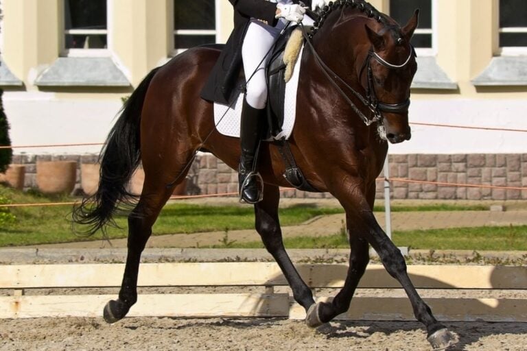 Dressage Levels Scoring, Concepts, and Movements Required Helpful