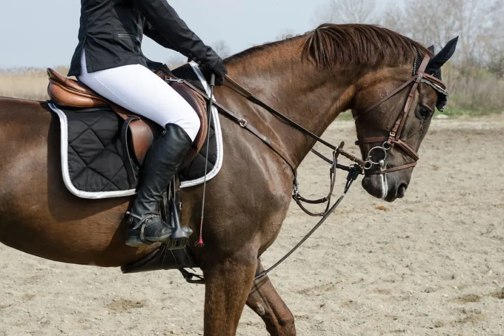 dressage horse and rider