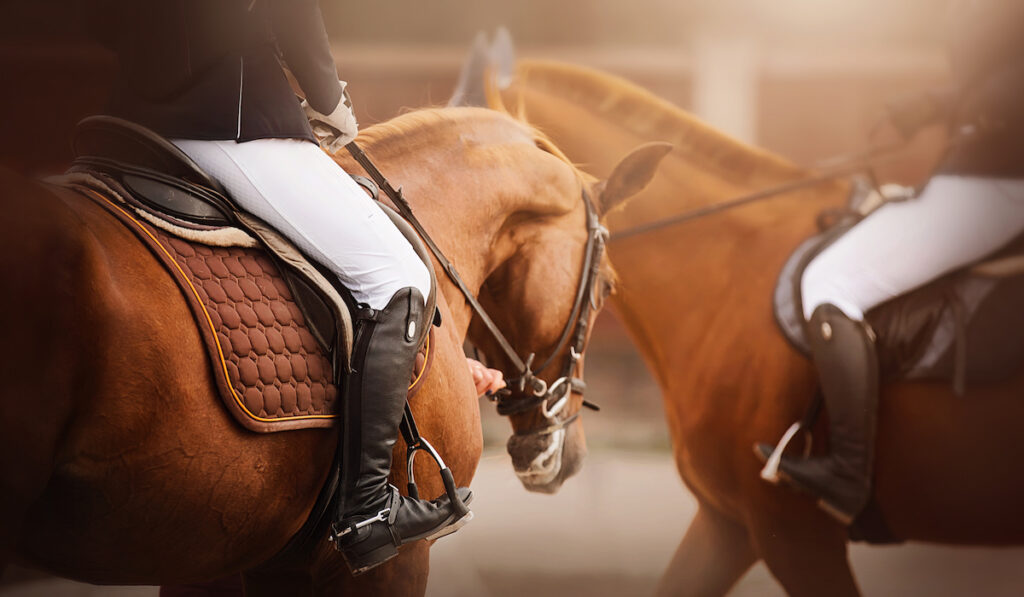 dressage rider and horse closeup