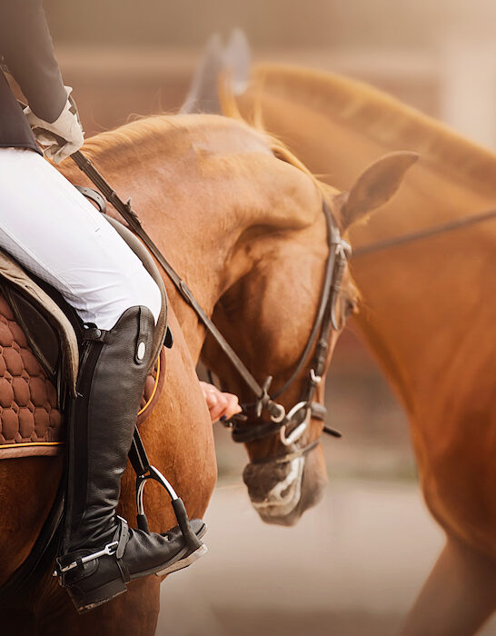dressage rider and horse closeup