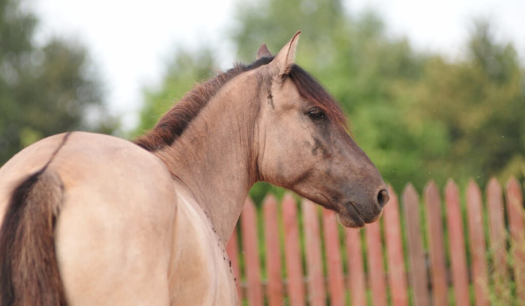 dun horse showing his dorsal stripe