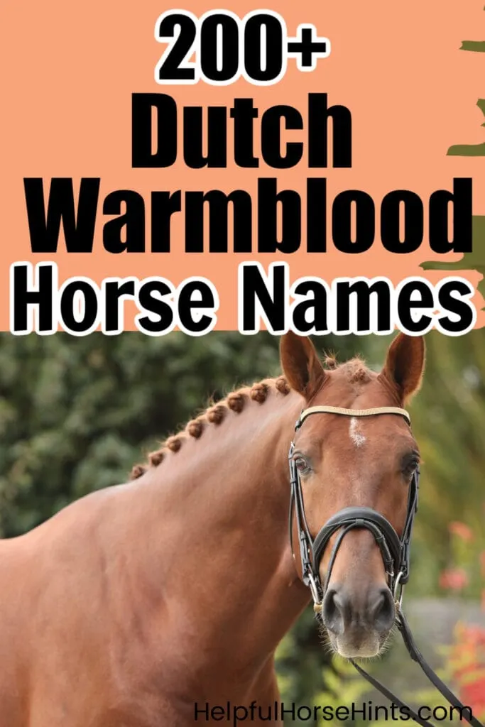 pinterest image, 200+ Dutch Warmblood Horse Names