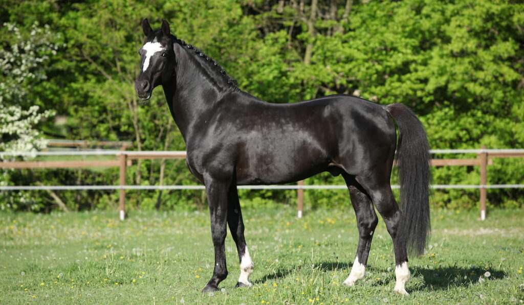 Dutch Warmblood stallion in paddock