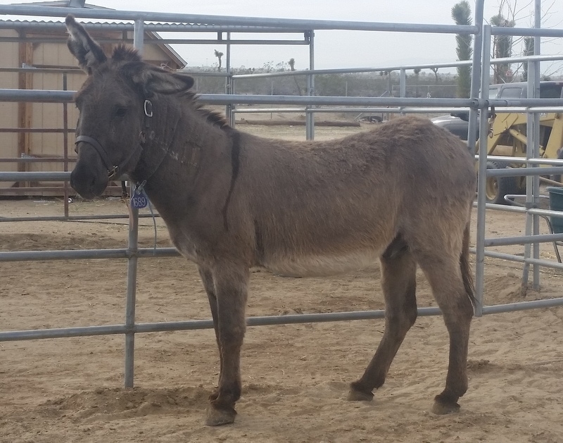 A burro inside metal fence