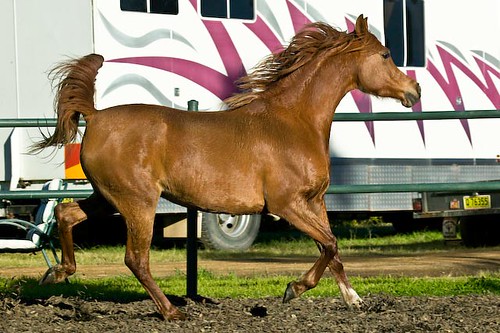 egyptian arabian mare