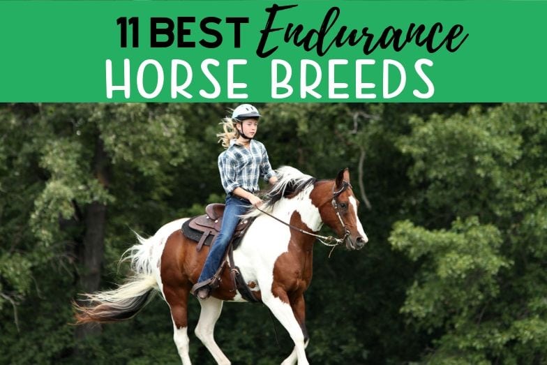 11 Best Endurance Horse Breeds All Have Ridden in at Tevis Helpful