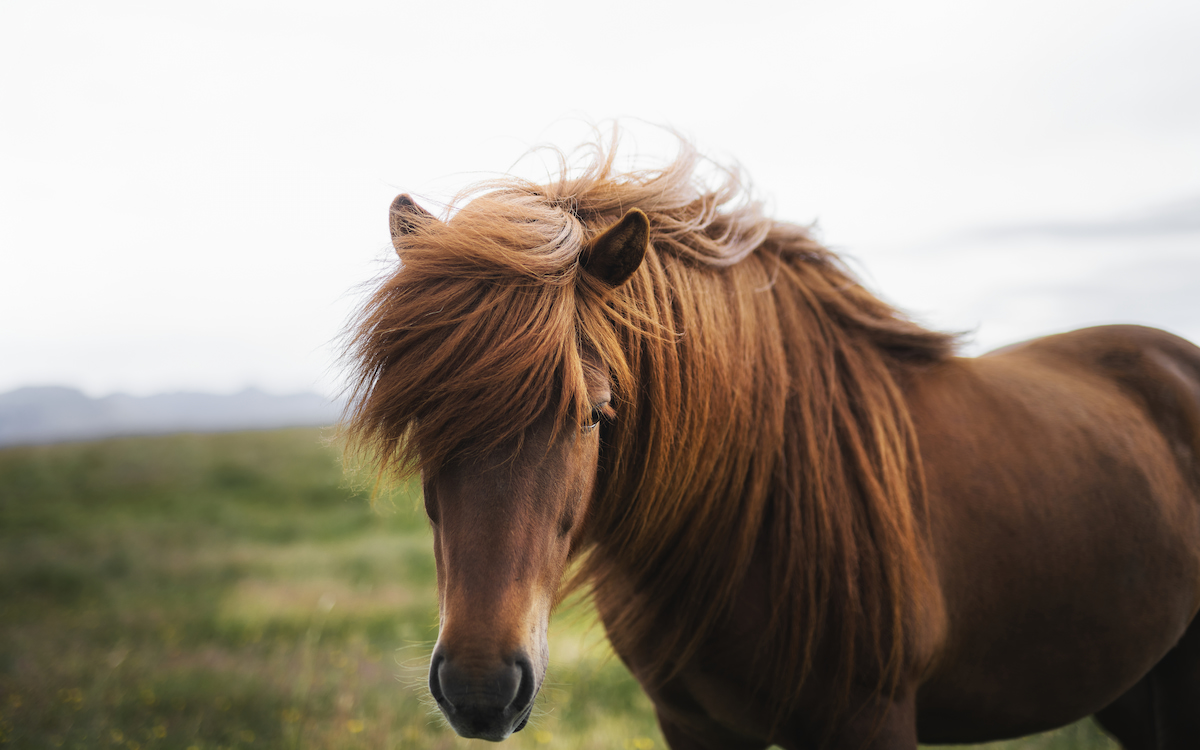 Benefits of Coconut Oil for Your Horse's Mane and Tail Helpful Horse