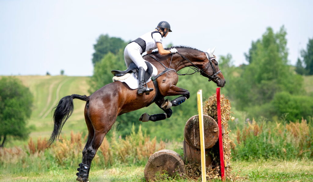 equestrian rider jumping over an a brance fence obstacle , Trakehner jump
