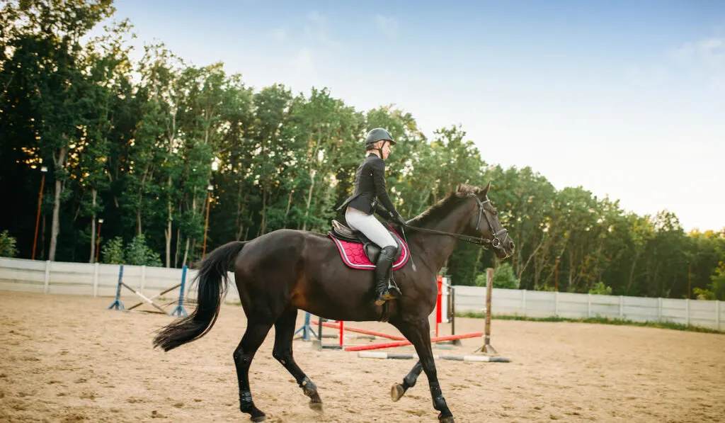 equestrian sport, young woman rides on horse
