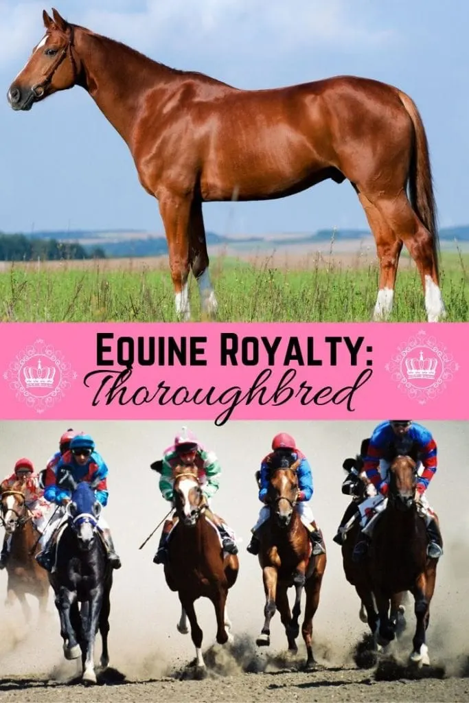 Pinterest pin - Equine Royalty thoroughbred 
