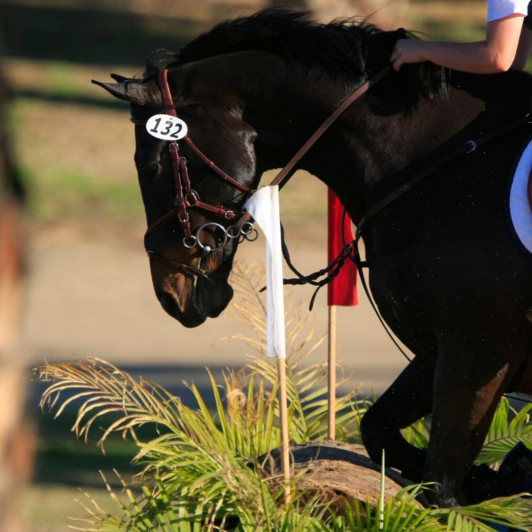 Eventing Levels Explained The Equestrian Triathlon Helpful Horse Hints