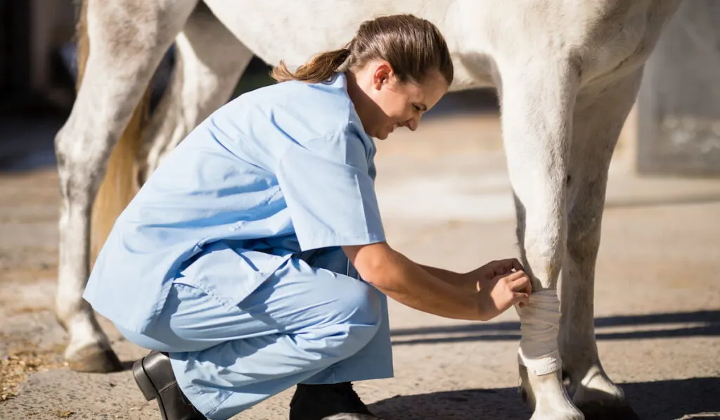 Side view of female vet bandaging horse leg at barn