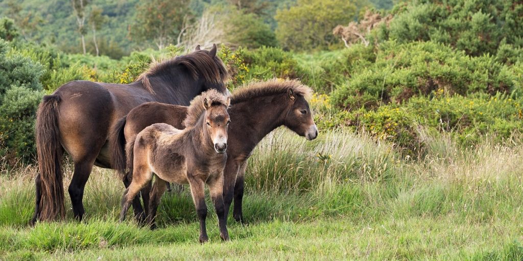 exmoor pony mare and foals