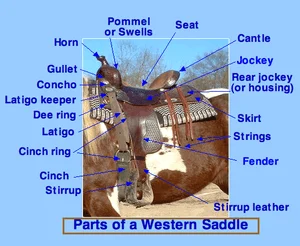 Detailed parts of a western saddle 